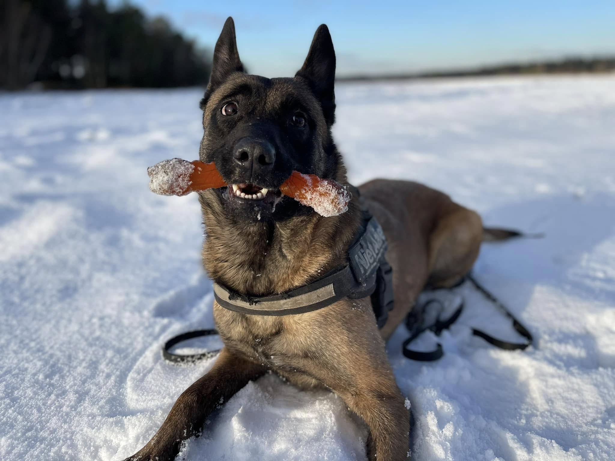 Fenna, speurhond van De Aanzet