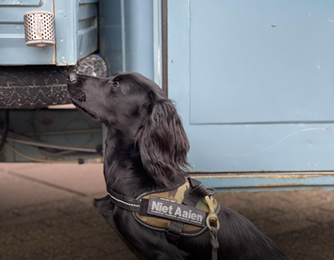 Daani, speurhond in opleiding bij De Aanzet